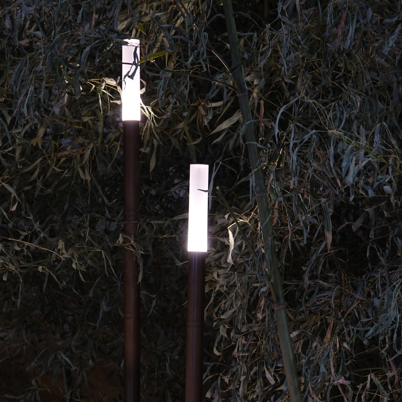 Bamboo