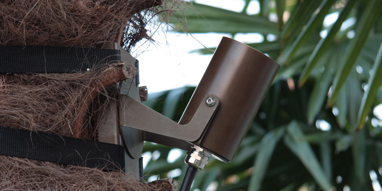Backspin plus tree